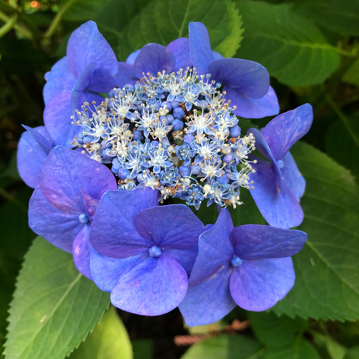 f:id:jimuin310:20190705141756j:plain f:id:jimuin310:20190705141756j:plain