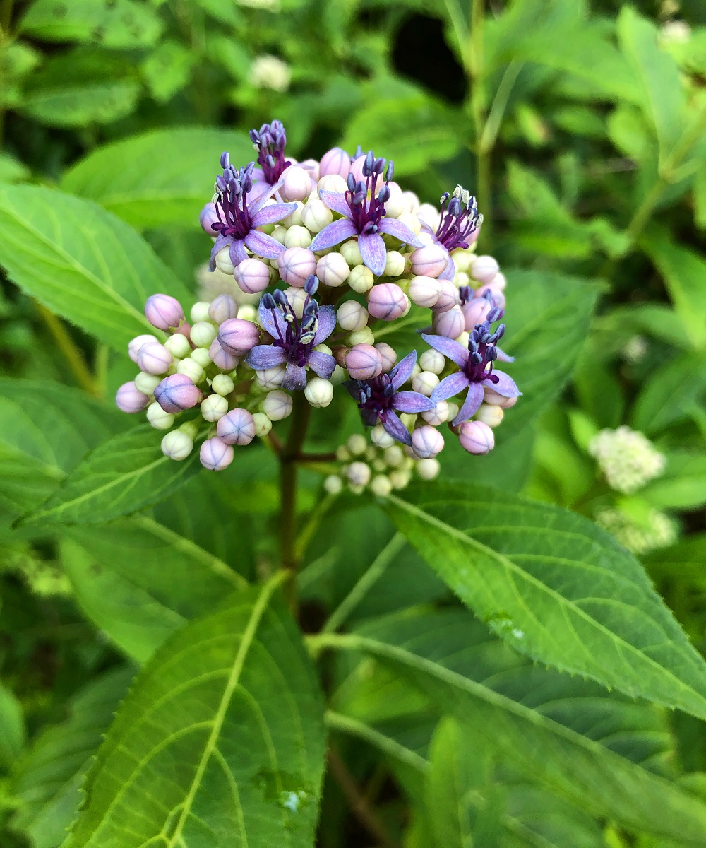 f:id:jimuin310:20190705141800j:plain f:id:jimuin310:20190705141800j:plain
