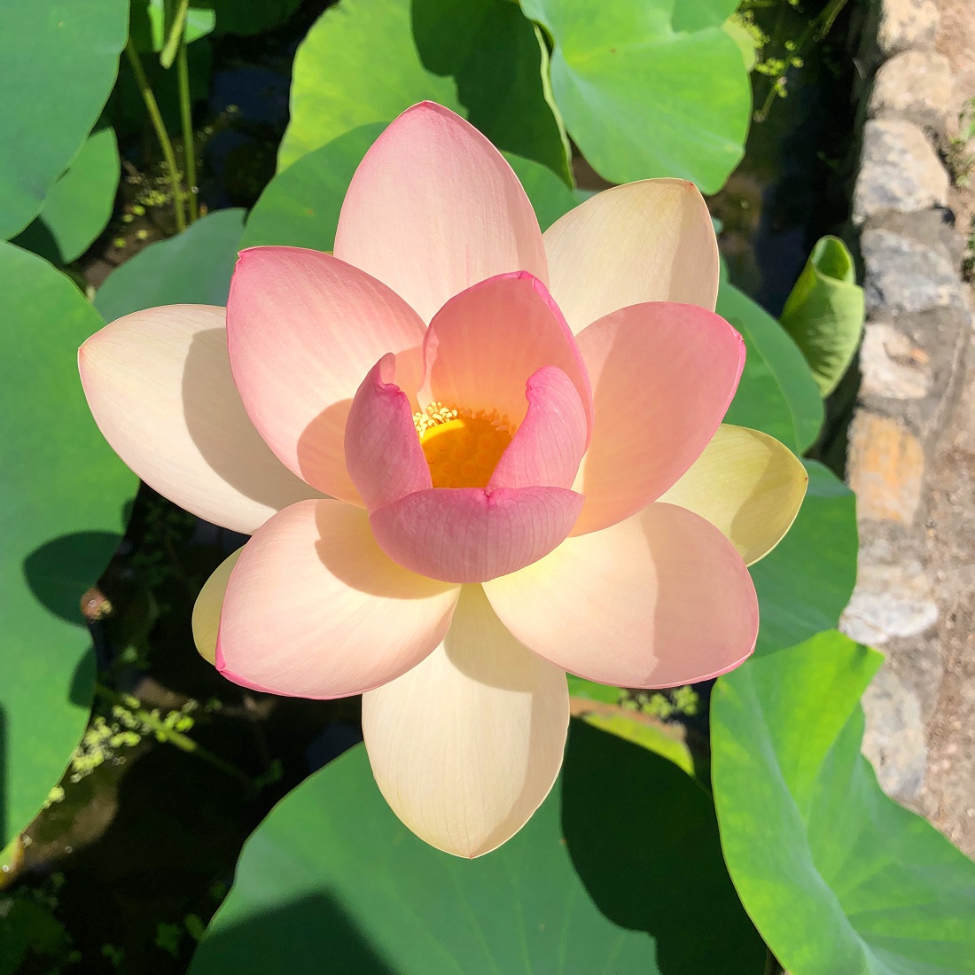 f:id:jimuin310:20190705143216j:plain f:id:jimuin310:20190705143216j:plain