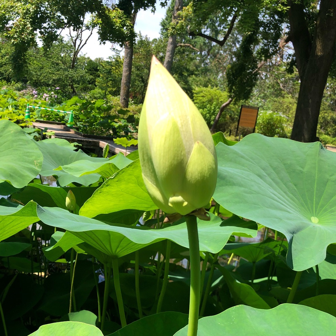 f:id:jimuin310:20190705143219j:plain f:id:jimuin310:20190705143219j:plain