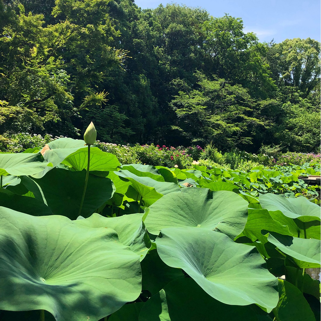 f:id:jimuin310:20190705143700j:plain f:id:jimuin310:20190705143700j:plain