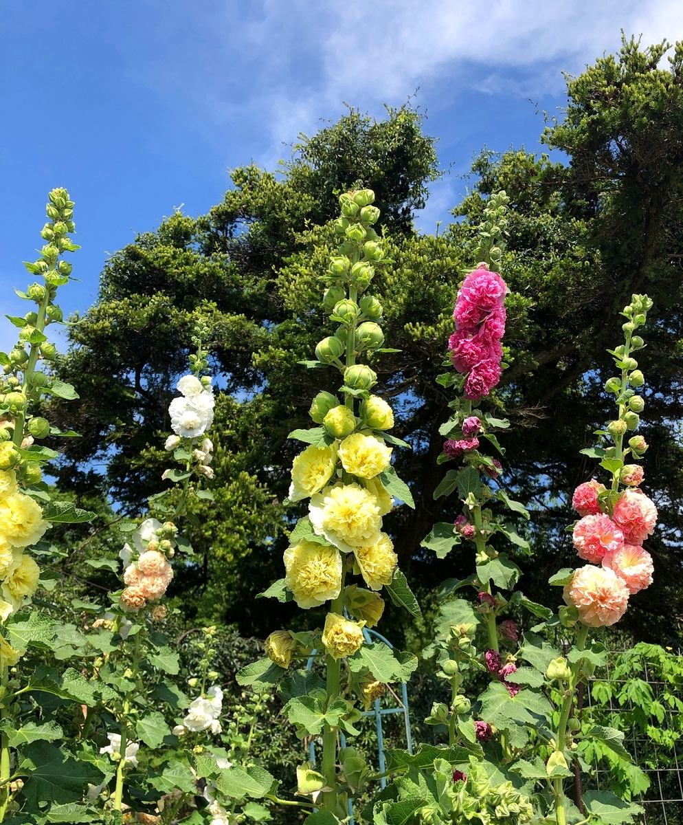 f:id:jimuin310:20190705151122j:plain f:id:jimuin310:20190705151122j:plain