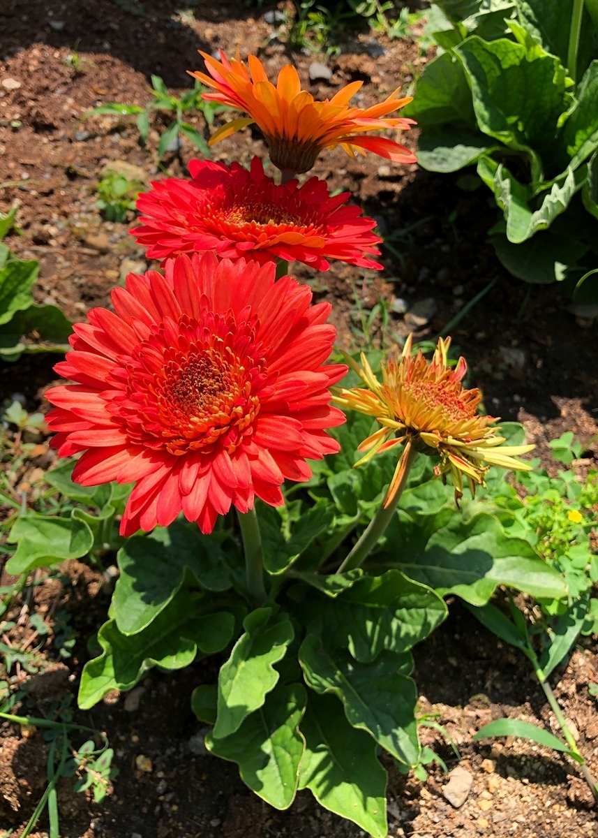 f:id:jimuin310:20190705173029j:plain f:id:jimuin310:20190705173029j:plain