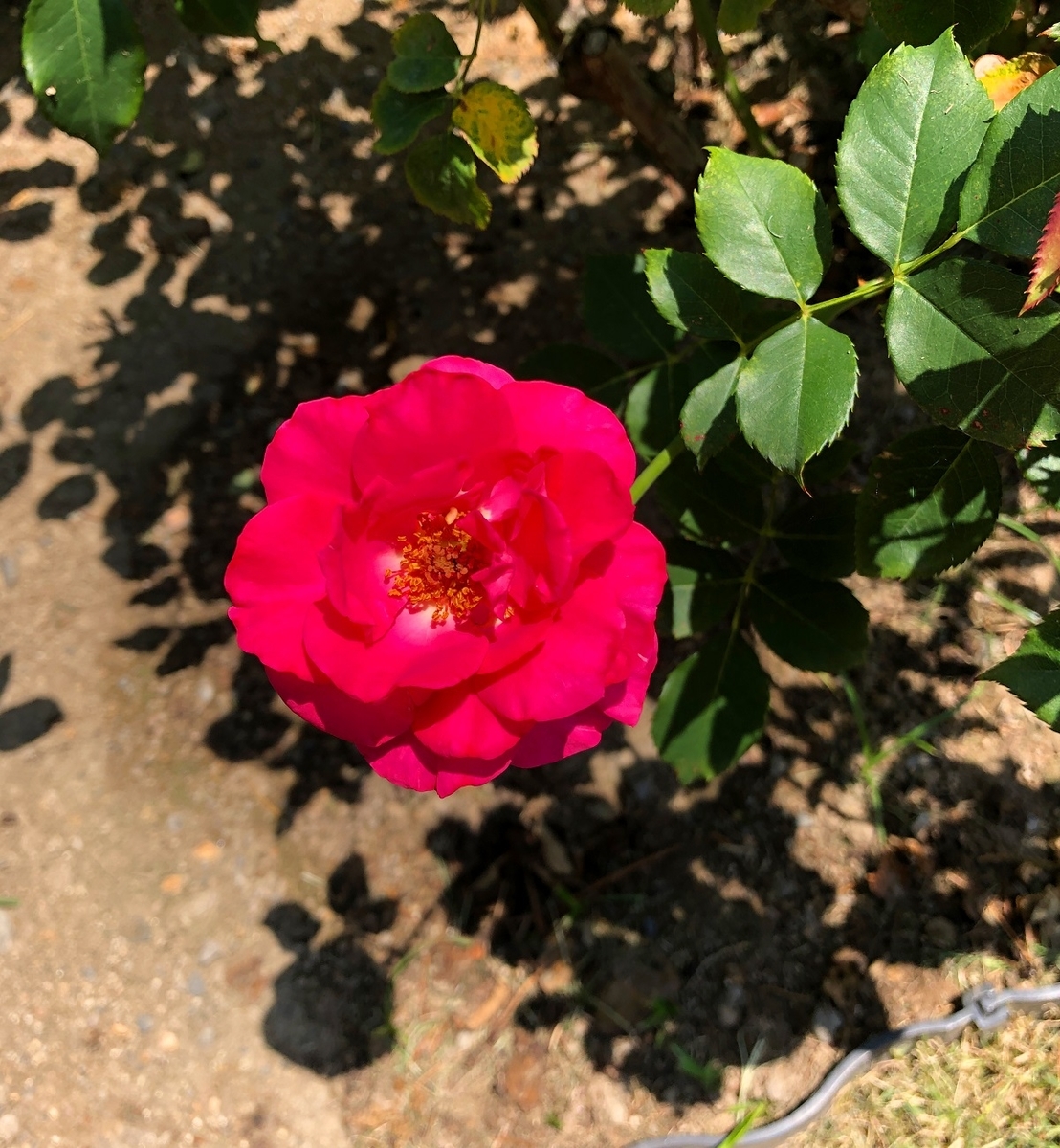 f:id:jimuin310:20190707153251j:plain f:id:jimuin310:20190707153251j:plain