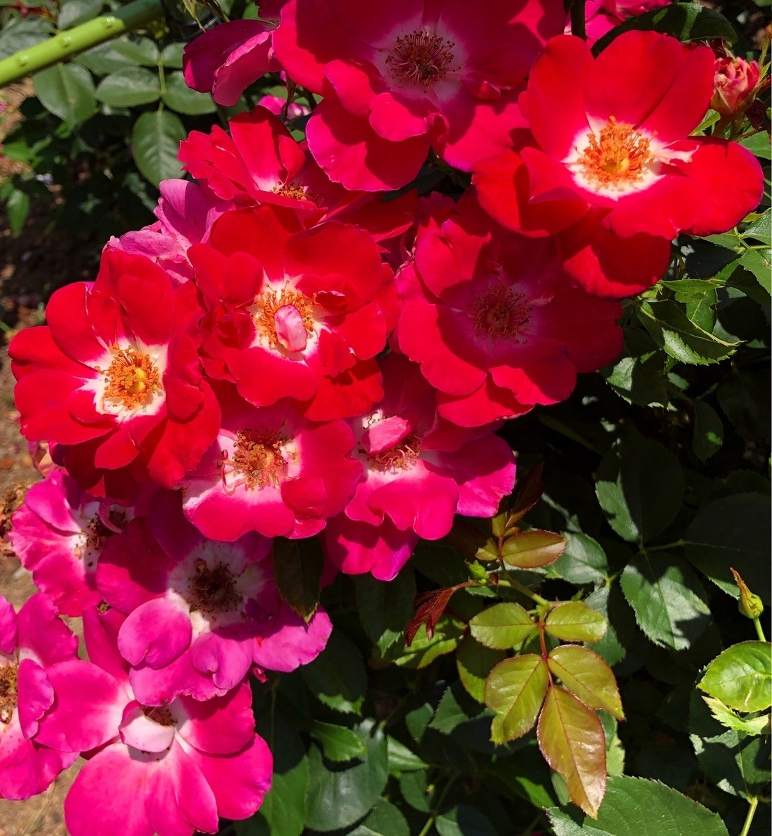 f:id:jimuin310:20190707153923j:plain f:id:jimuin310:20190707153923j:plain