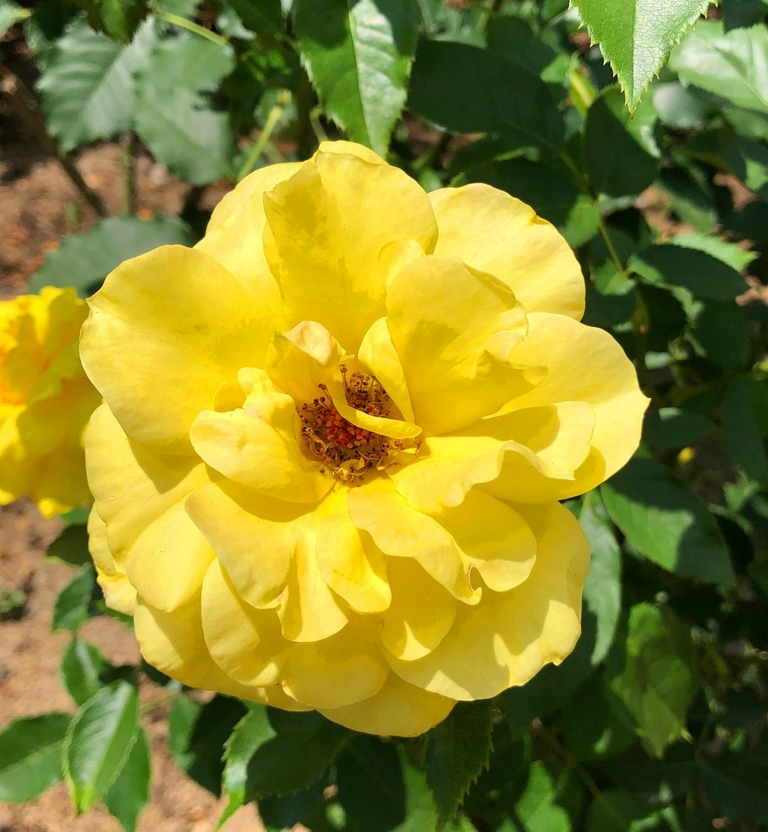 f:id:jimuin310:20190707153929j:plain f:id:jimuin310:20190707153929j:plain
