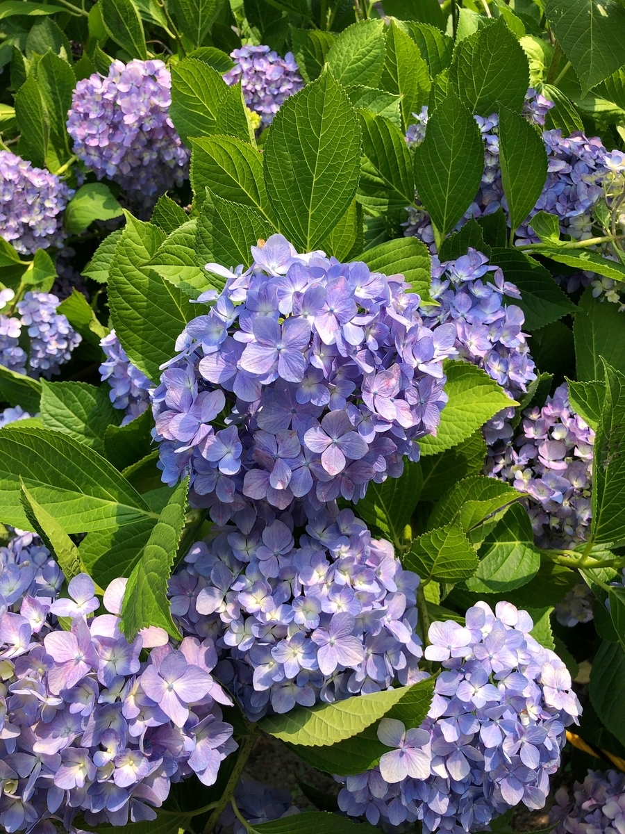 f:id:jimuin310:20190709163718j:plain f:id:jimuin310:20190709163718j:plain