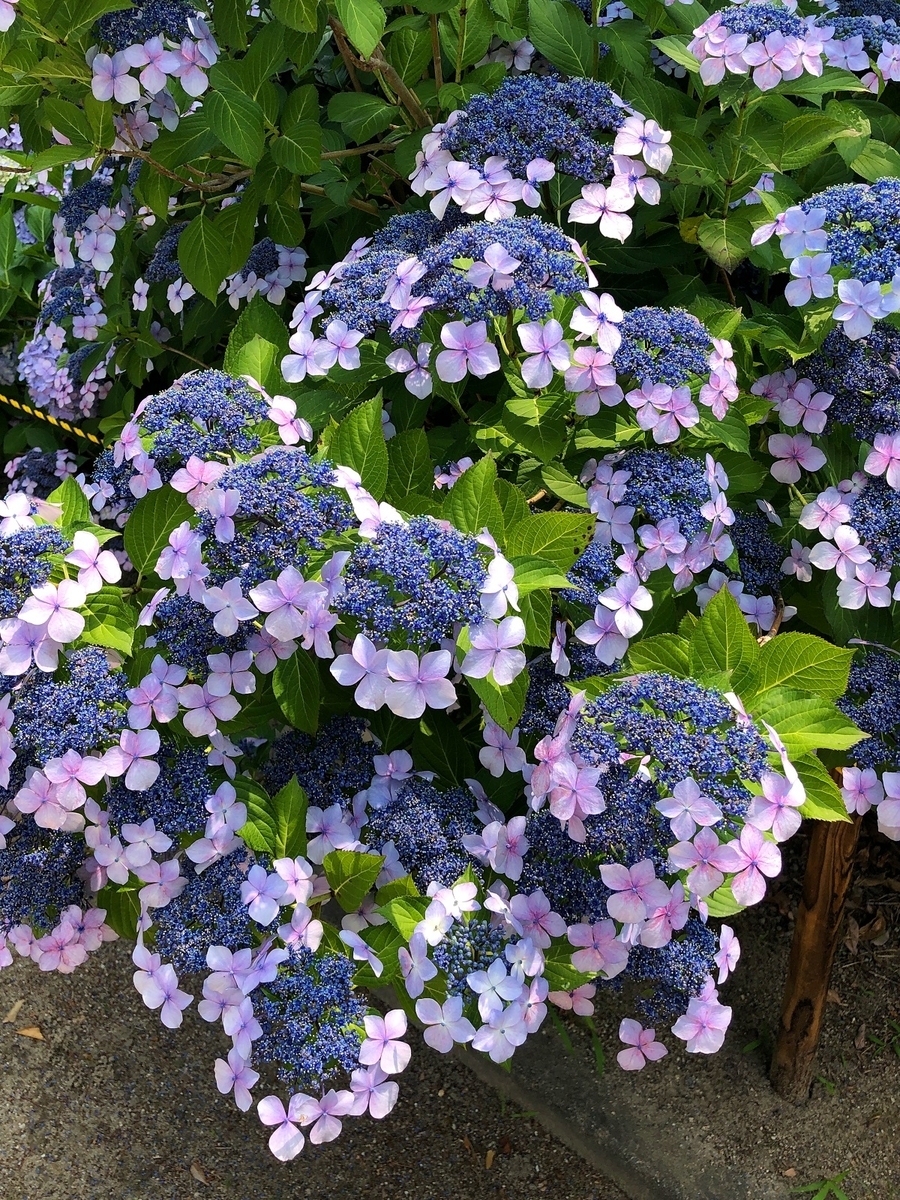 f:id:jimuin310:20190709163727j:plain f:id:jimuin310:20190709163727j:plain
