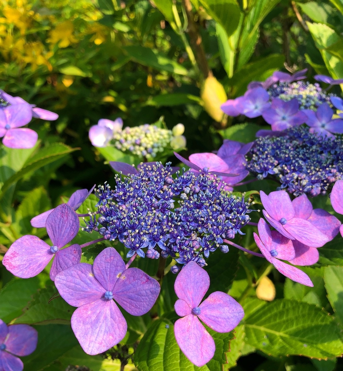 f:id:jimuin310:20190729164555j:plain f:id:jimuin310:20190729164555j:plain