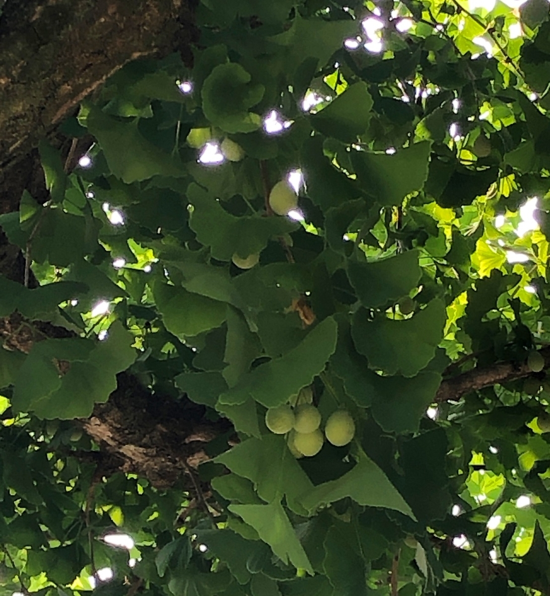 f:id:jimuin310:20190729164600j:plain f:id:jimuin310:20190729164600j:plain