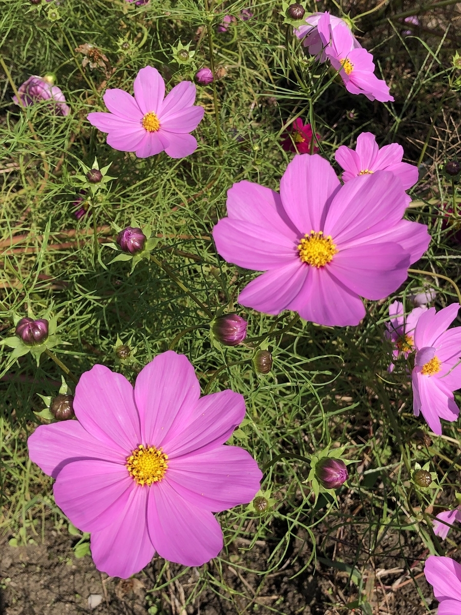 f:id:jimuin310:20191028155831j:plain f:id:jimuin310:20191028155831j:plain