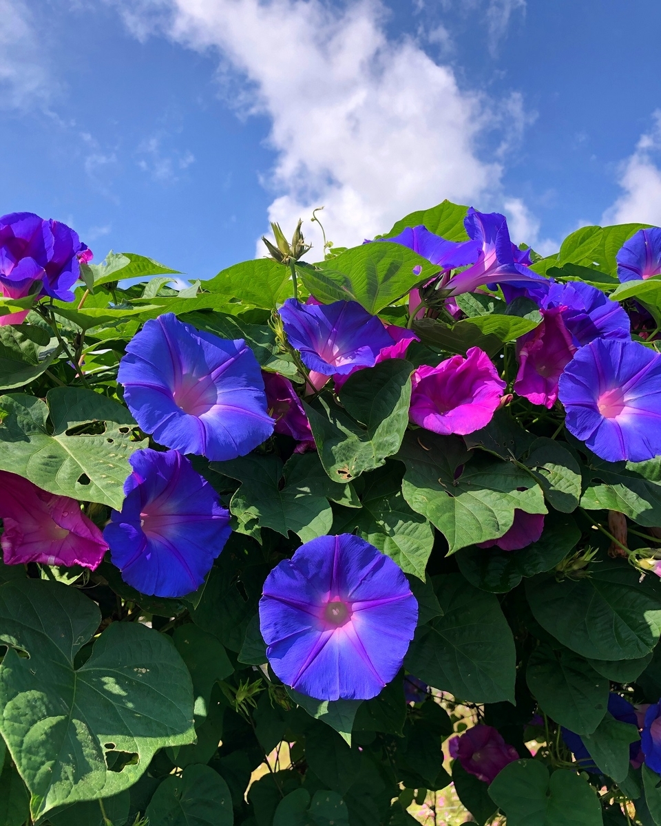 f:id:jimuin310:20191028173605j:plain f:id:jimuin310:20191028173605j:plain