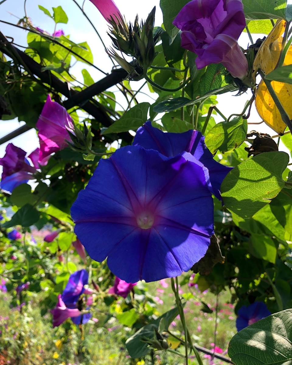 f:id:jimuin310:20191028173612j:plain f:id:jimuin310:20191028173612j:plain