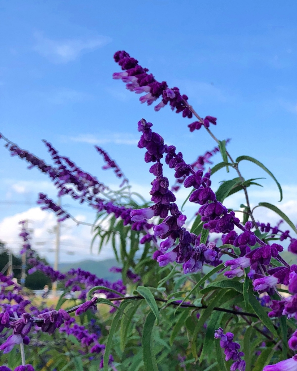 f:id:jimuin310:20191028174024j:plain f:id:jimuin310:20191028174024j:plain