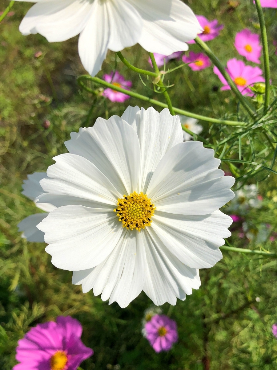 f:id:jimuin310:20191028175521j:plain f:id:jimuin310:20191028175521j:plain
