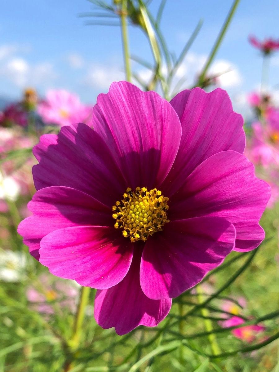 f:id:jimuin310:20191028175527j:plain f:id:jimuin310:20191028175527j:plain