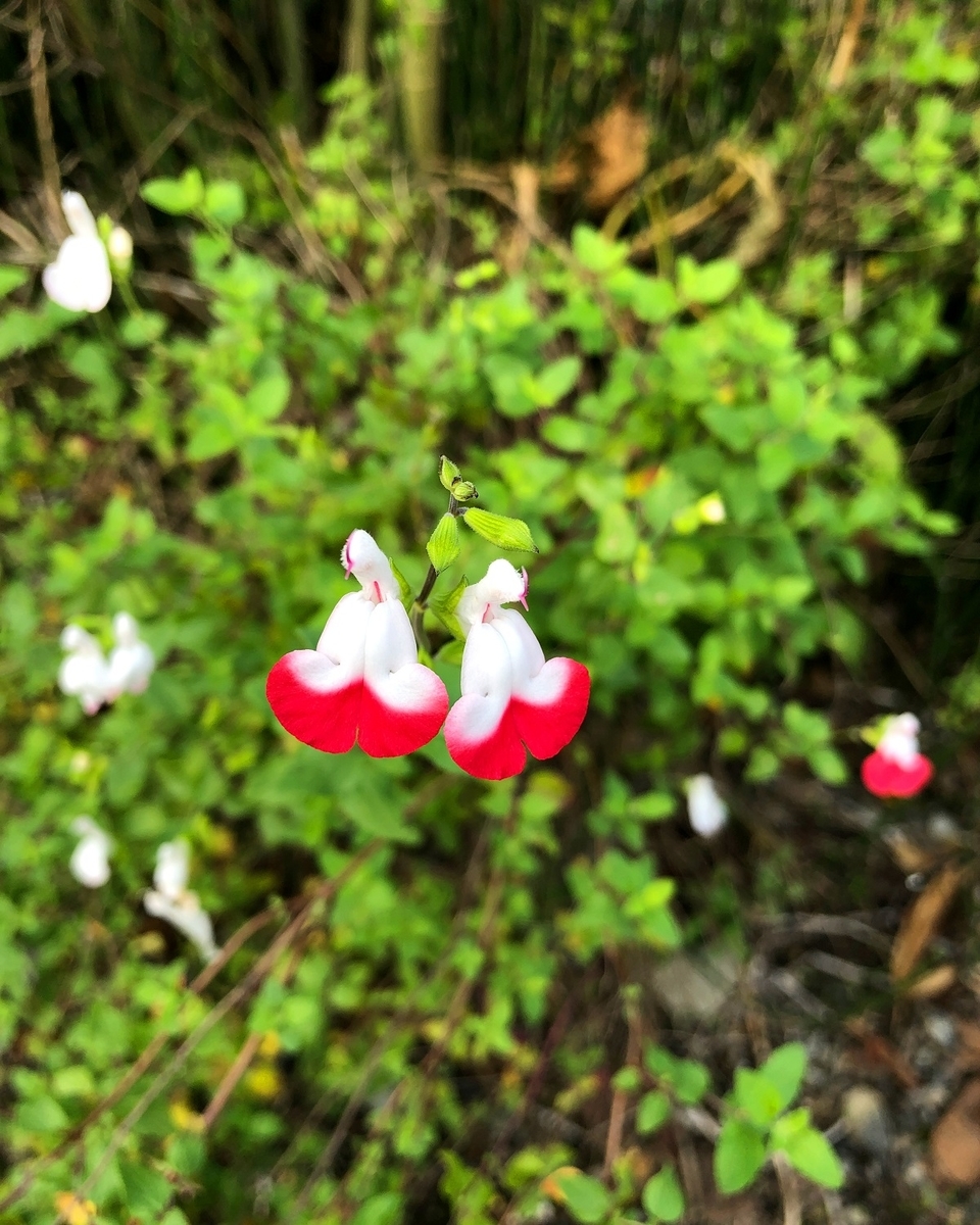 f:id:jimuin310:20191101162013j:plain f:id:jimuin310:20191101162013j:plain