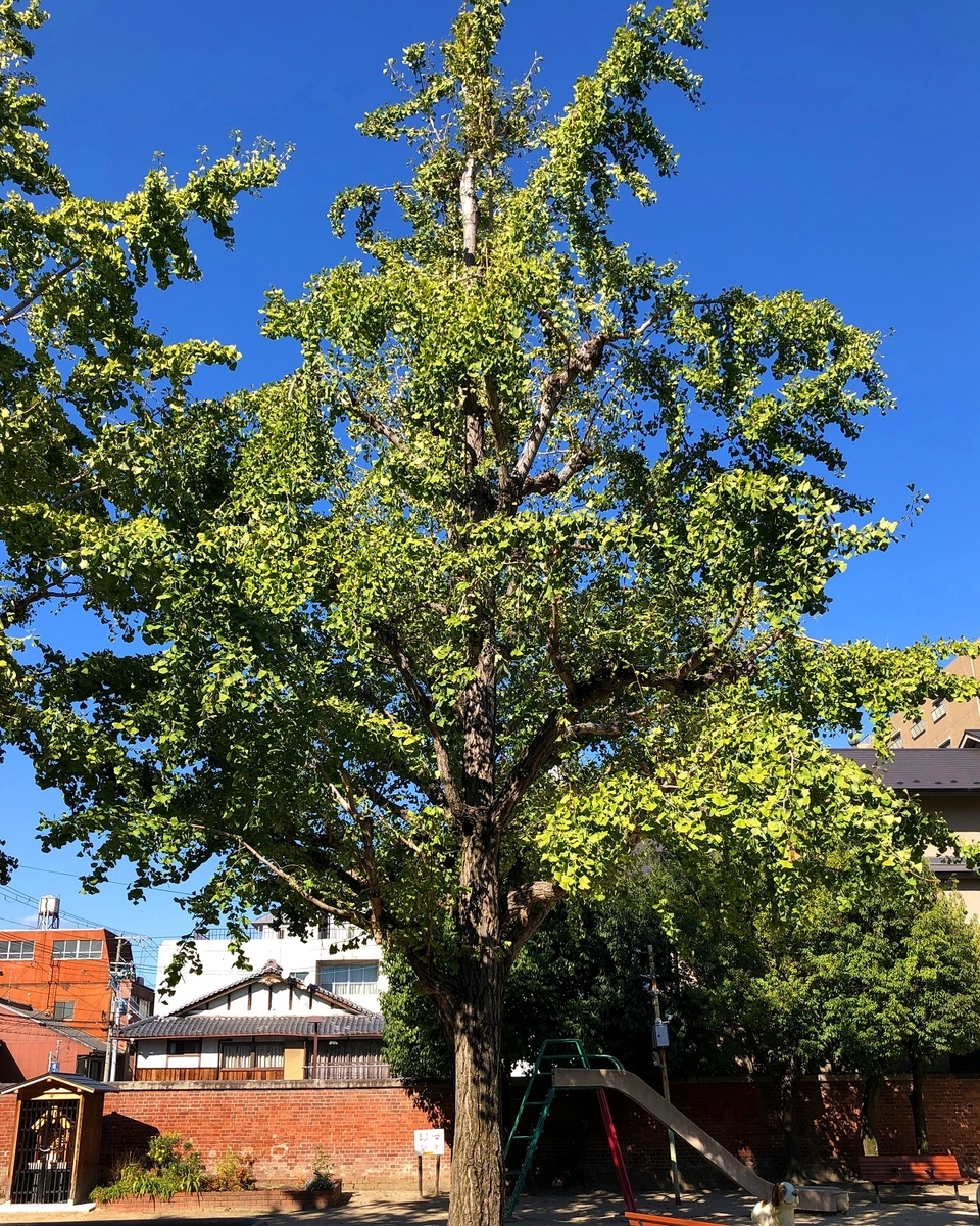 f:id:jimuin310:20191112104334j:plain f:id:jimuin310:20191112104334j:plain