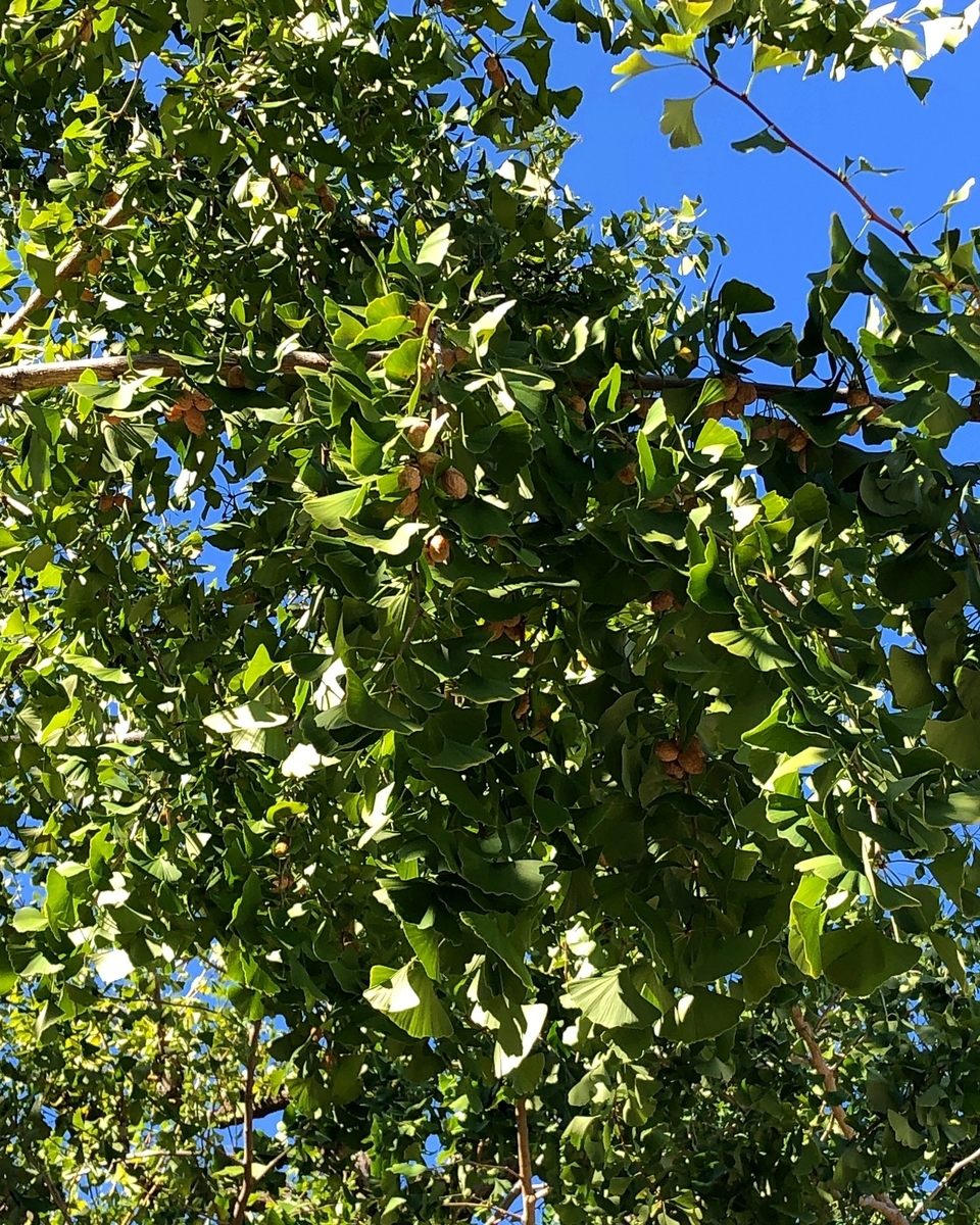f:id:jimuin310:20191112104345j:plain f:id:jimuin310:20191112104345j:plain