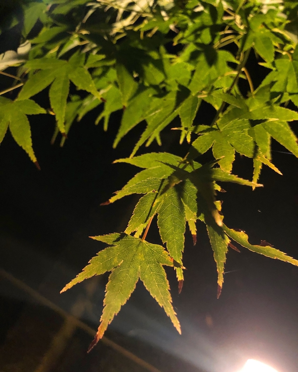 f:id:jimuin310:20191116171504j:plain f:id:jimuin310:20191116171504j:plain