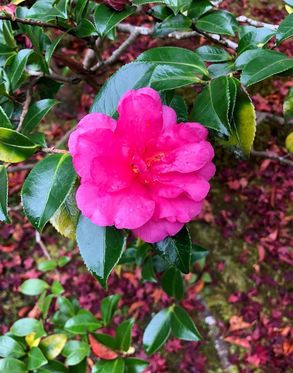 f:id:jimuin310:20191202173953j:plain f:id:jimuin310:20191202173953j:plain