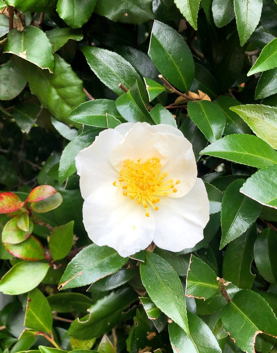 f:id:jimuin310:20191202173959j:plain f:id:jimuin310:20191202173959j:plain