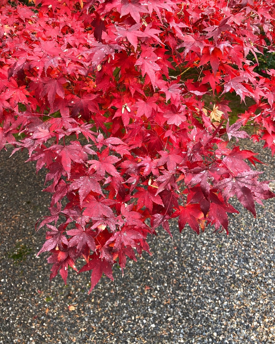 f:id:jimuin310:20191202175706j:plain f:id:jimuin310:20191202175706j:plain