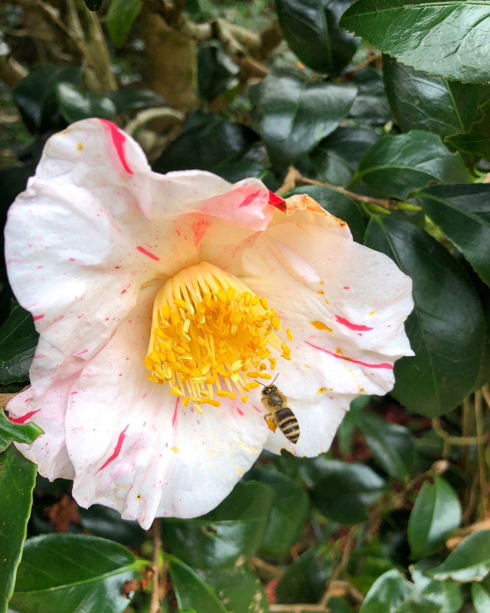 f:id:jimuin310:20191224171056j:plain f:id:jimuin310:20191224171056j:plain