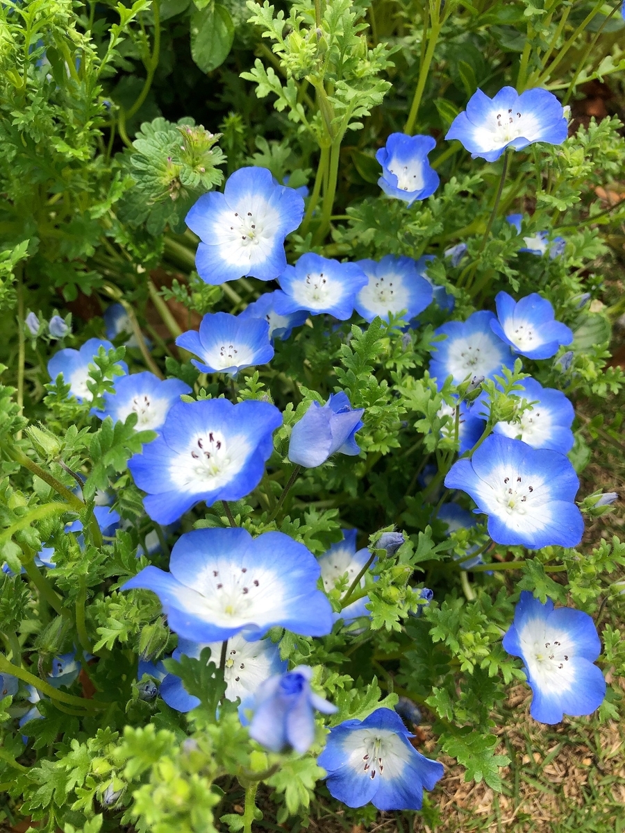 f:id:jimuin310:20200324111605j:plain f:id:jimuin310:20200324111605j:plain