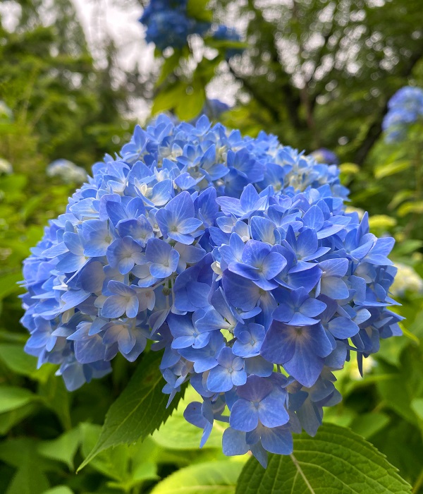 f:id:jimuin310:20200613140804j:plain f:id:jimuin310:20200613140804j:plain