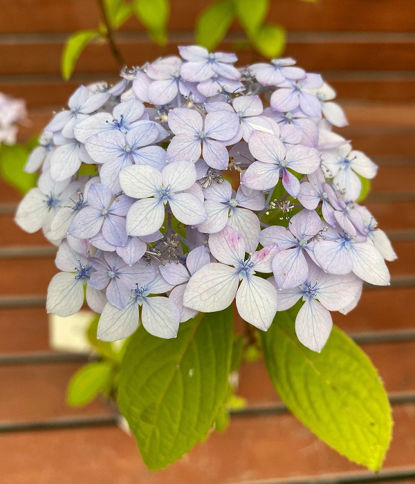 f:id:jimuin310:20200613141538j:plain f:id:jimuin310:20200613141538j:plain