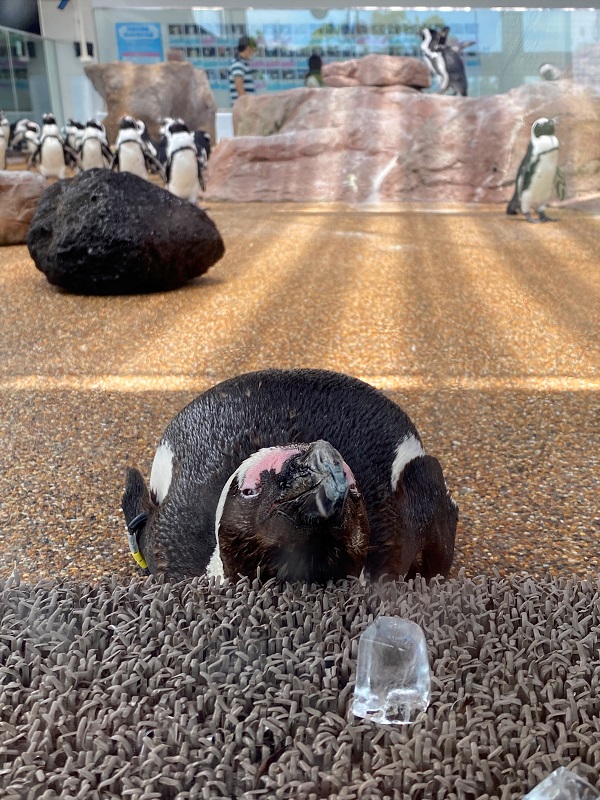 f:id:jimuin310:20200731155421j:plain