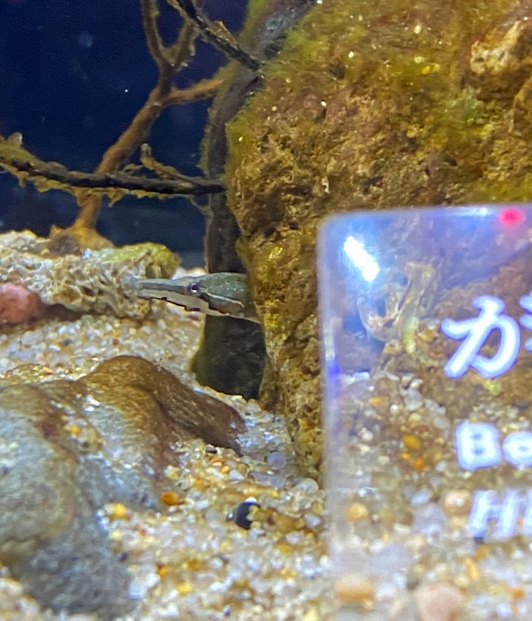 f:id:jimuin310:20200801151552j:plain