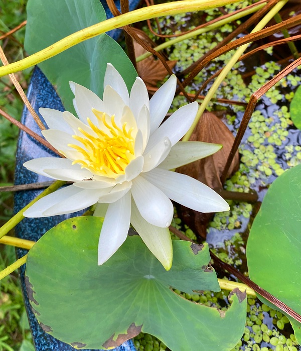 f:id:jimuin310:20201003145323j:plain f:id:jimuin310:20201003145323j:plain