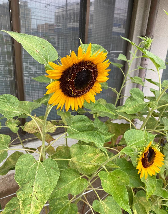 f:id:jimuin310:20210924150428j:plain