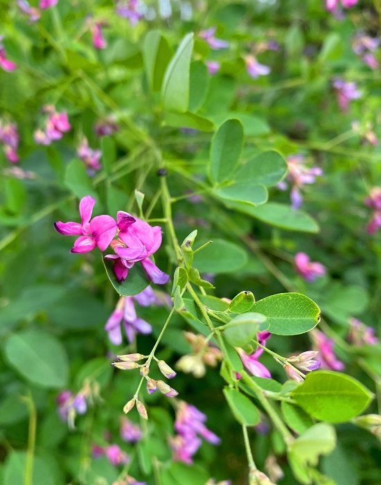 f:id:jimuin310:20210924150438j:plain