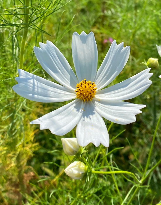 f:id:jimuin310:20210924150445j:plain