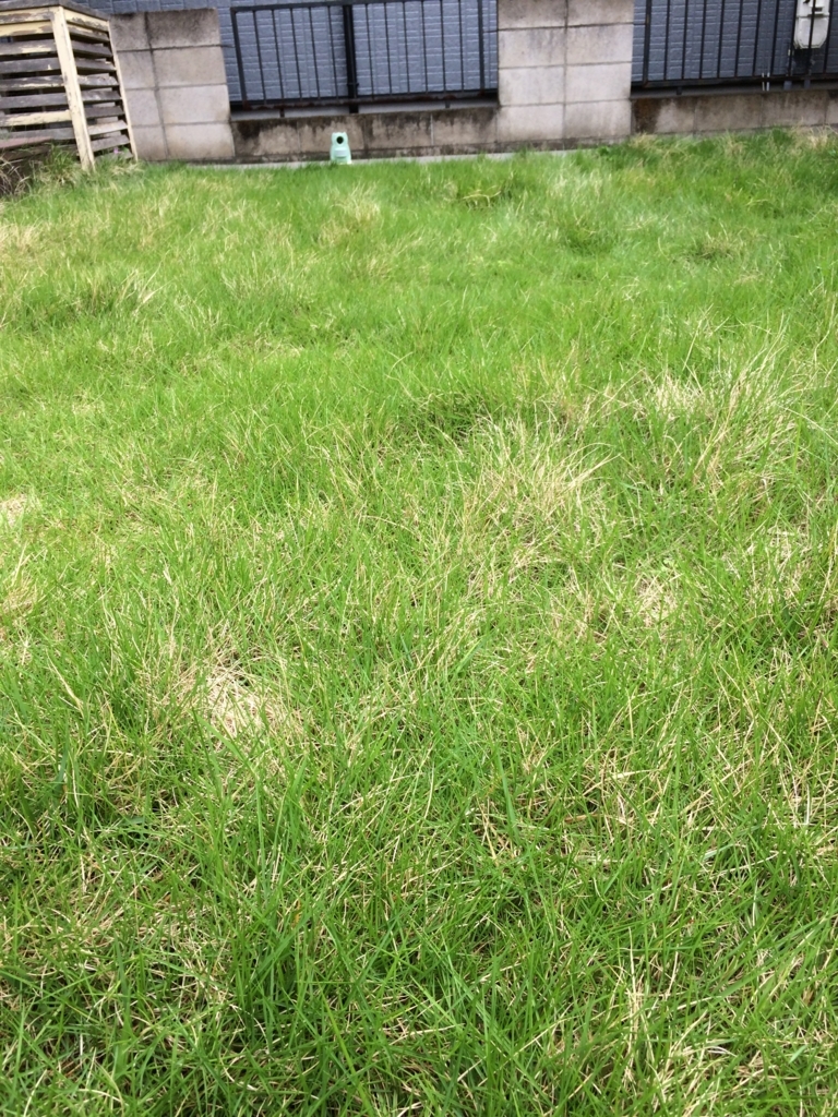 芝生の除草とドクダミ退治 芝刈り機 ケンコウパック