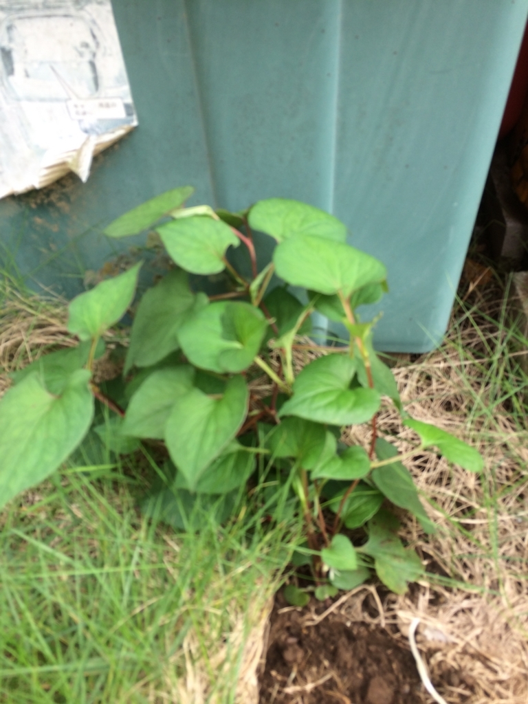 芝生の除草とドクダミ退治 芝刈り機 ケンコウパック
