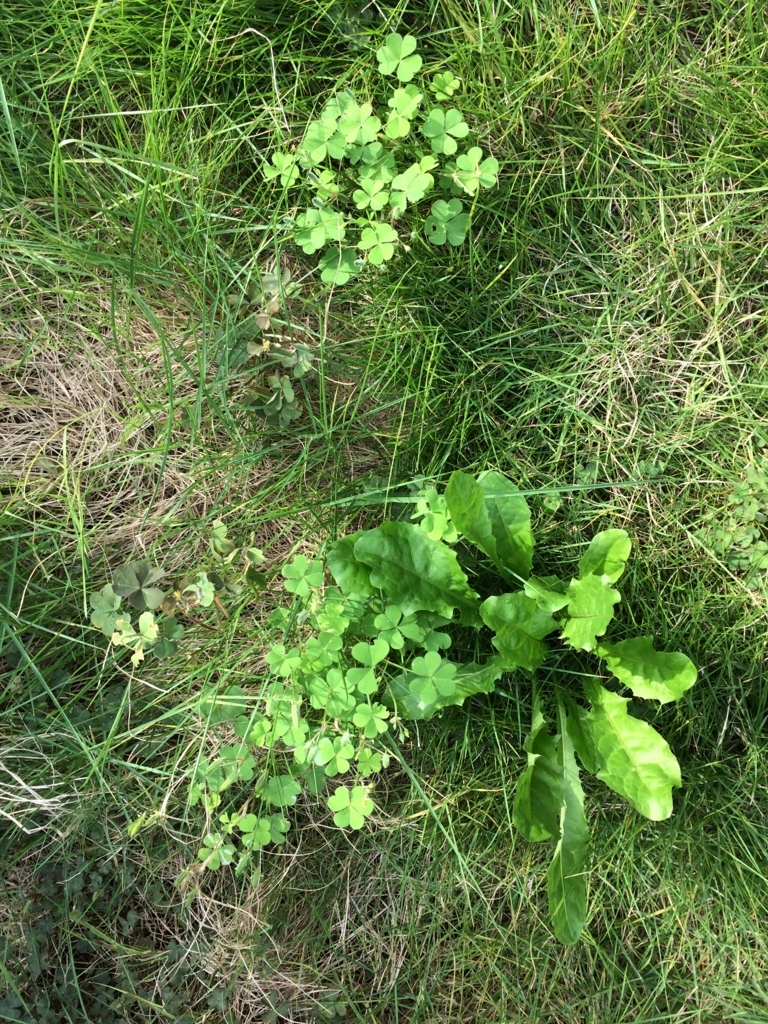 芝生の除草とドクダミ退治 芝刈り機 ケンコウパック