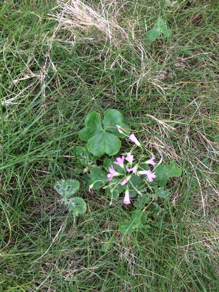 芝生の除草とドクダミ退治 芝刈り機 ケンコウパック