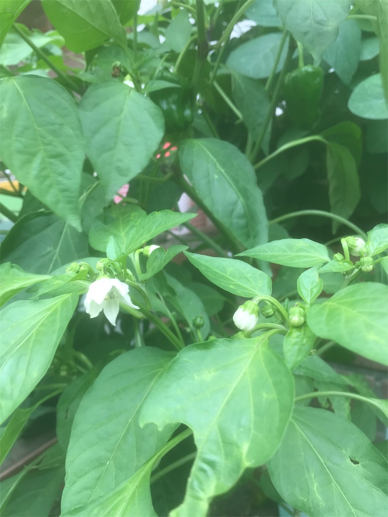 f:id:jinbe_urw_78:20190702235451j:image f:id:jinbe_urw_78:20190702235451j:image