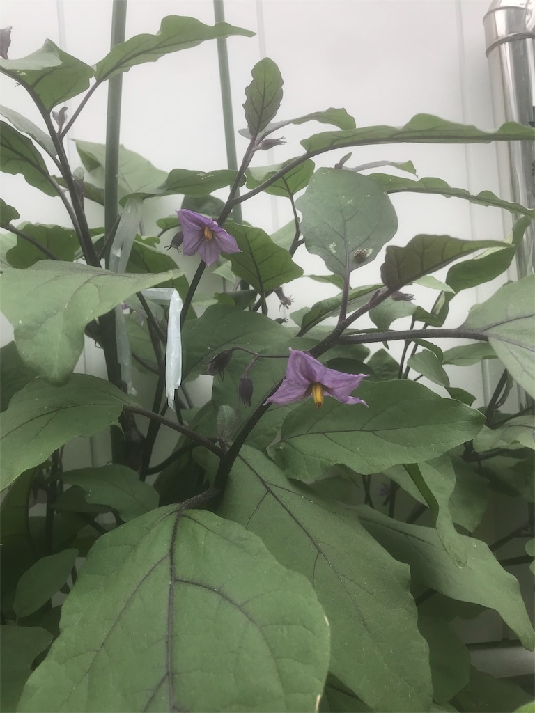 f:id:jinbe_urw_78:20190703232532j:image f:id:jinbe_urw_78:20190703232532j:image