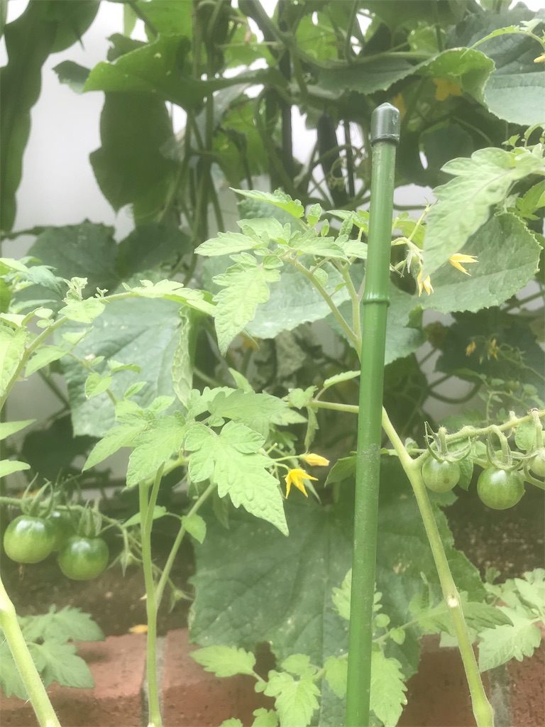 f:id:jinbe_urw_78:20190704234629j:image f:id:jinbe_urw_78:20190704234629j:image