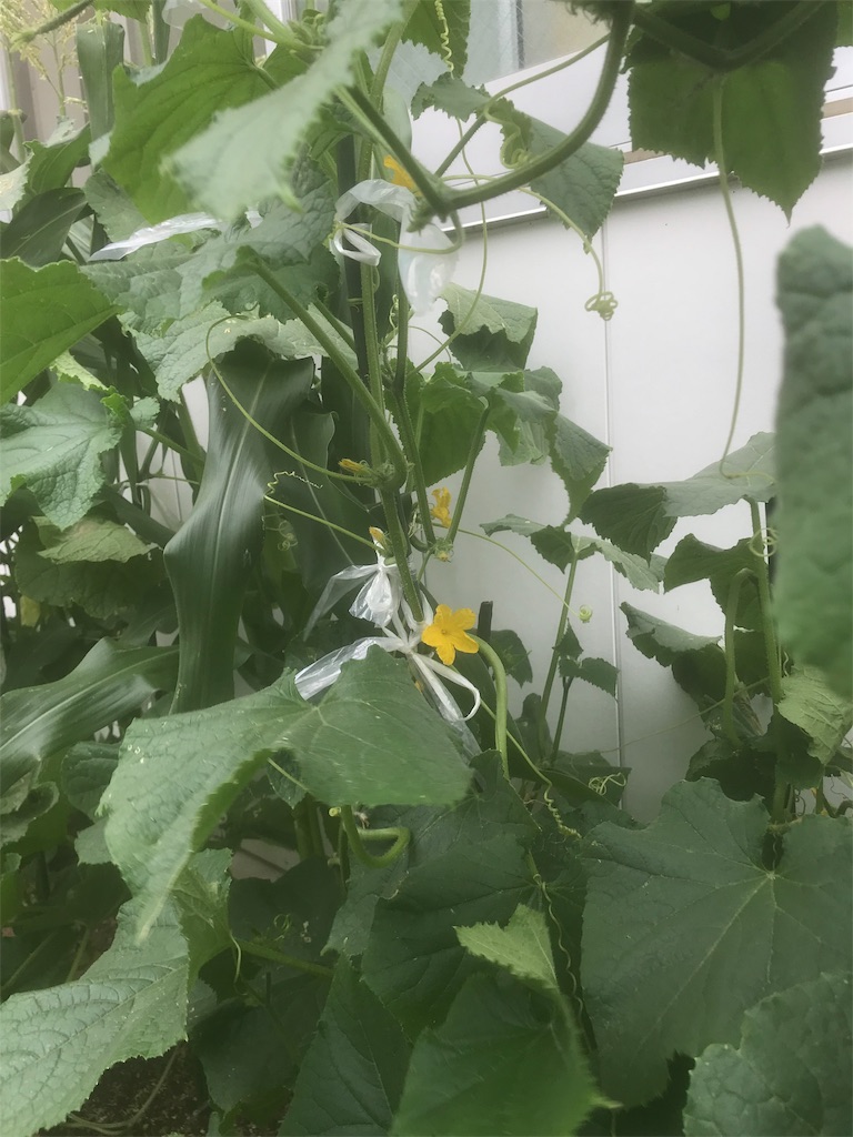 f:id:jinbe_urw_78:20190705232225j:image f:id:jinbe_urw_78:20190705232225j:image