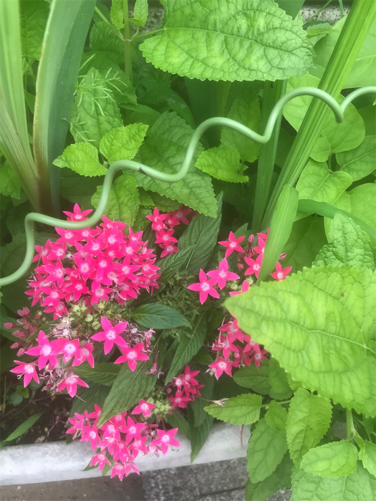 f:id:jinbe_urw_78:20190709214022j:image f:id:jinbe_urw_78:20190709214022j:image