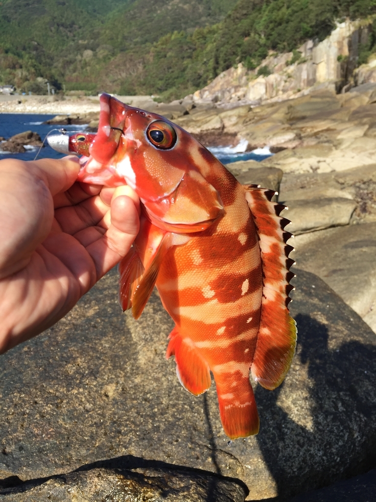 f:id:jinbei777:20181021223207j:plain f:id:jinbei777:20181021223207j:plain