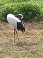 [北海道][鳥]