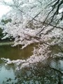 [花][桜][石神井公園]