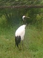 [北海道][鳥]釧路